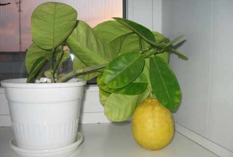 How to grow up lemon in house conditions from stone