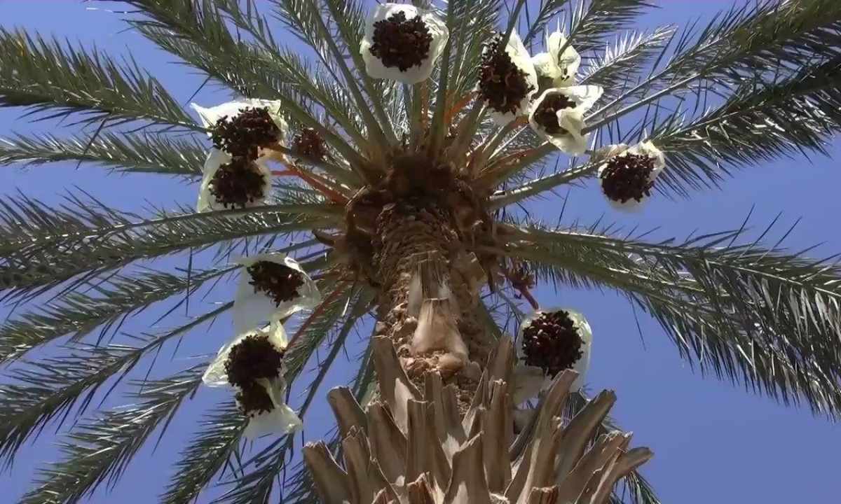 Ornament for the house – palm tree date
