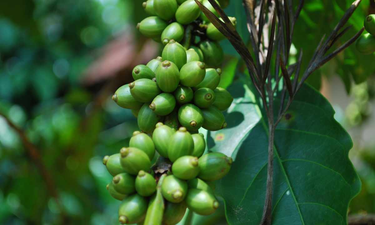 How to grow up coffee tree in house conditions
