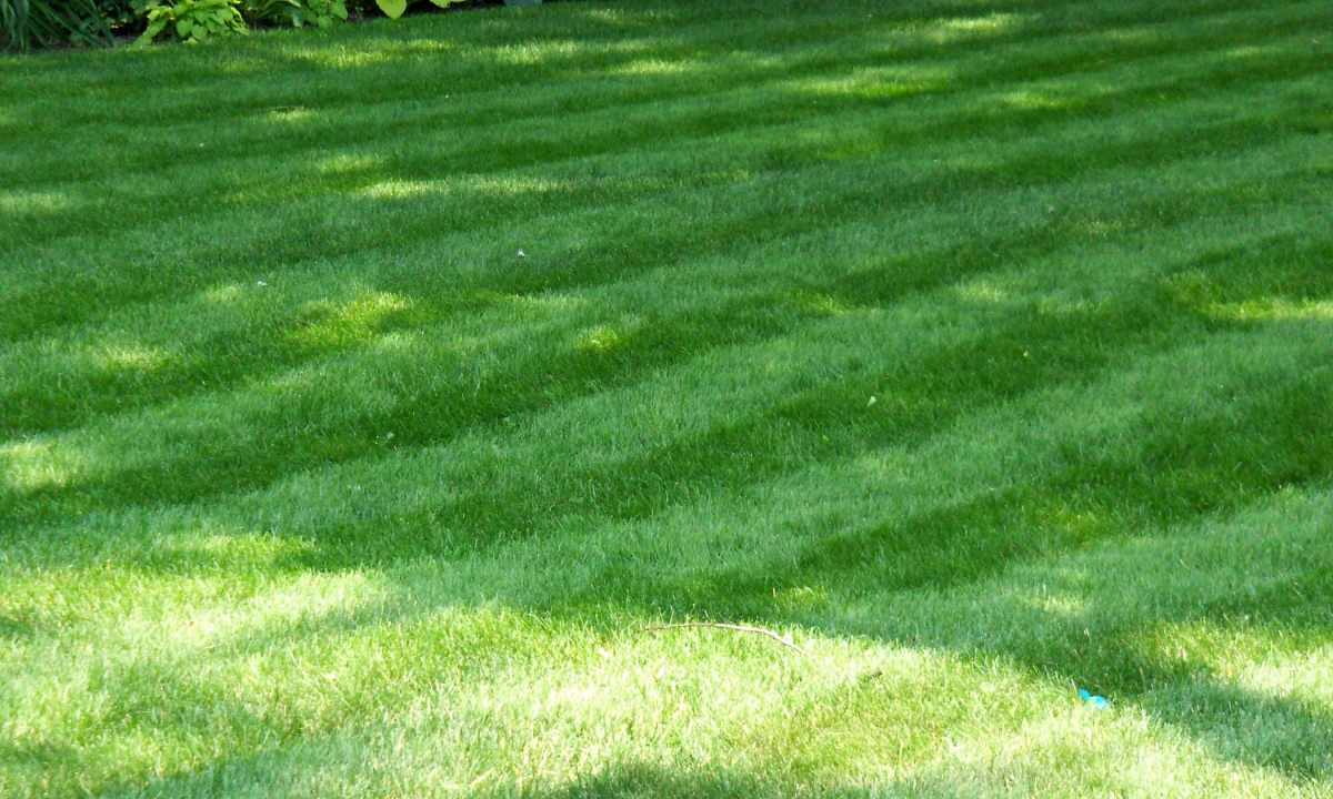 How to look after lawn grass