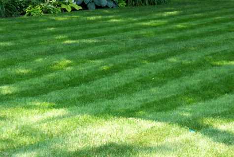 How to look after lawn grass