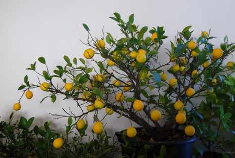 How to grow up lemon from stone