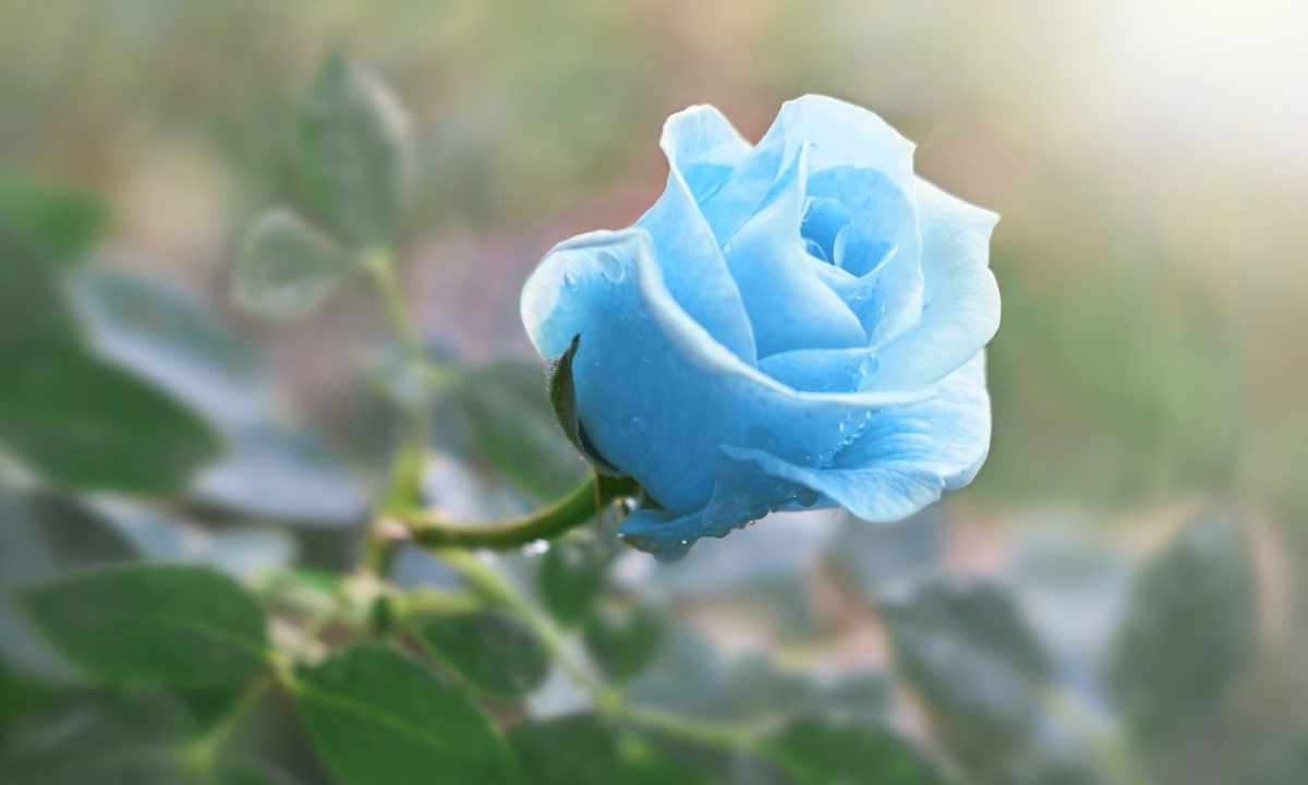 How to grow up blue rose