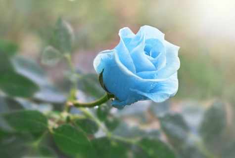 How to grow up blue rose