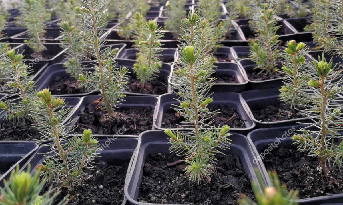 How to grow up fir-tree in pot