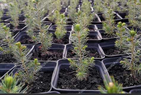 How to grow up fir-tree in pot