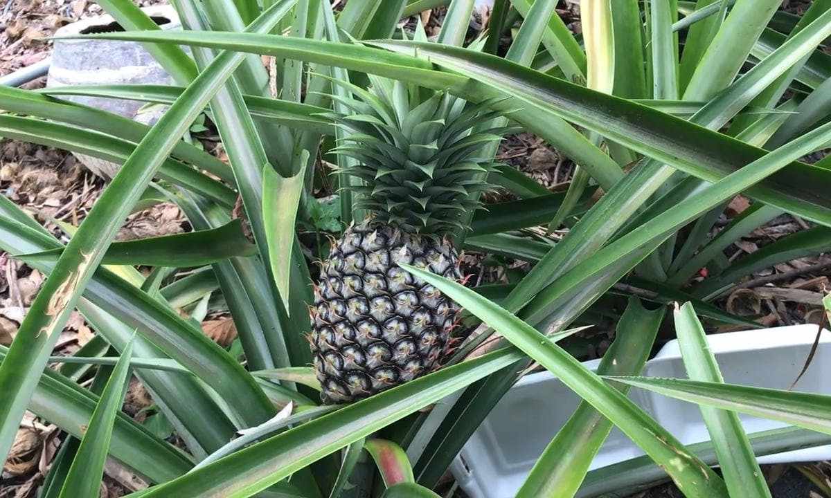 How to plant pineapple