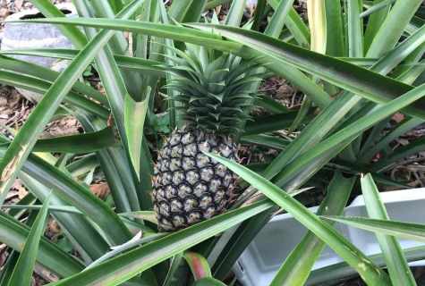 How to plant pineapple