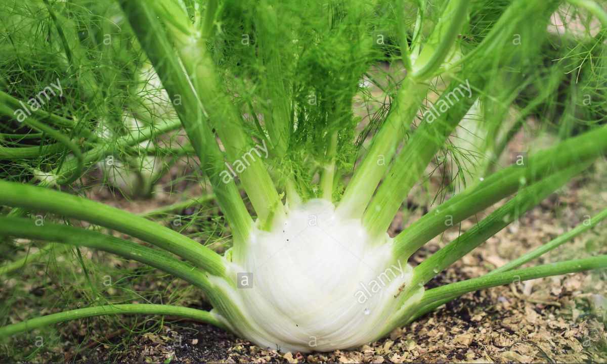 How to grow up fennel in the winter