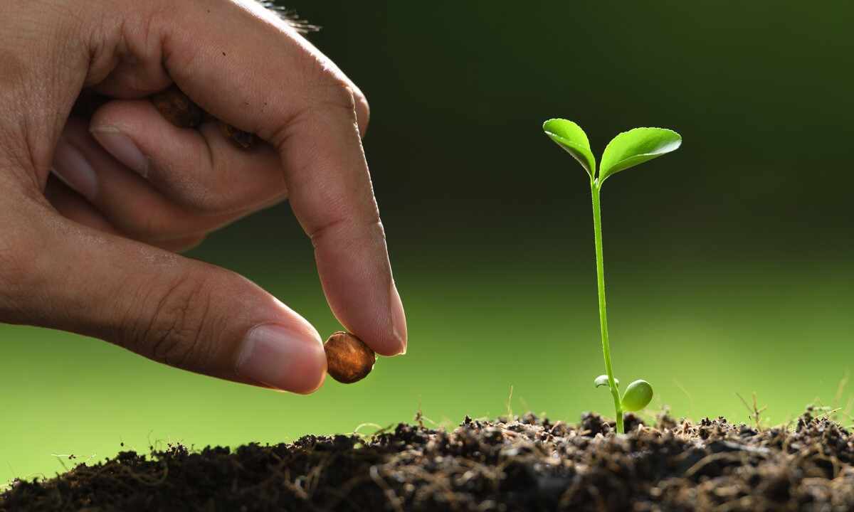 How to plant seeds on seedling: important points for good harvest
