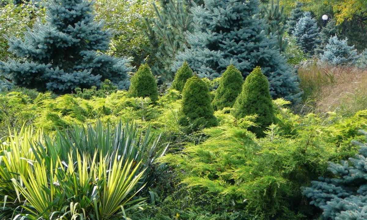 Registration of garden ornamental coniferous plants