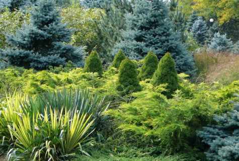 Registration of garden ornamental coniferous plants