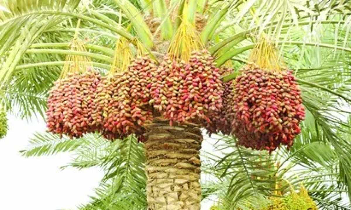 How to grow up date palm tree from stone