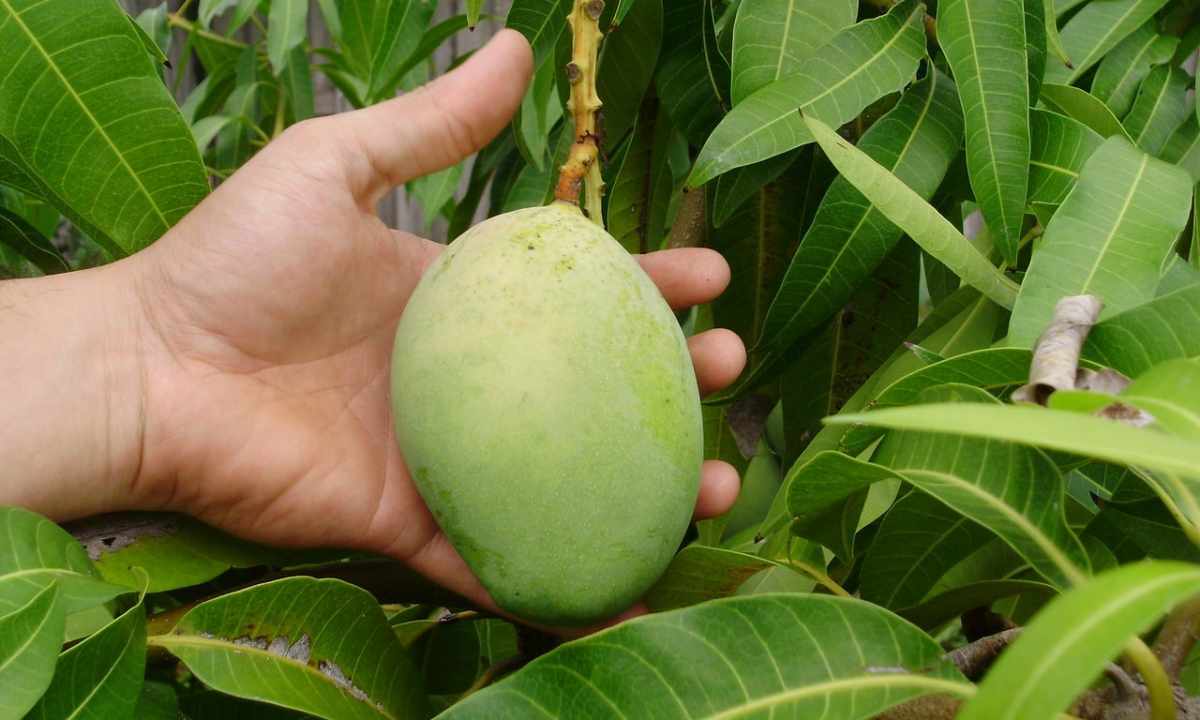 How to grow mango in house conditions