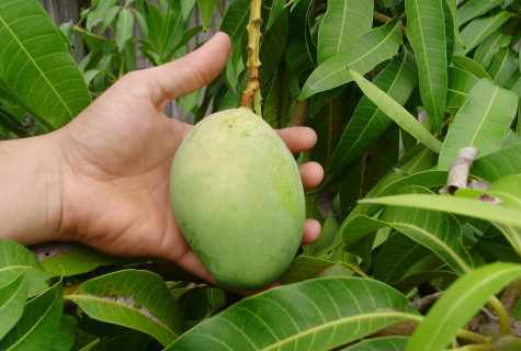 How to grow mango in house conditions