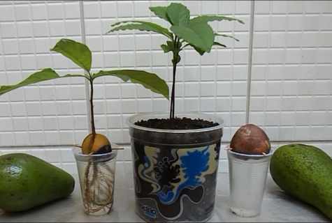 How to plant avocado
