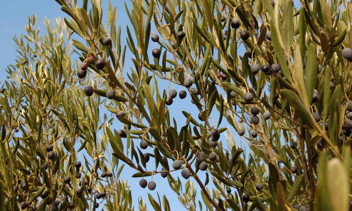 How to grow up olive tree
