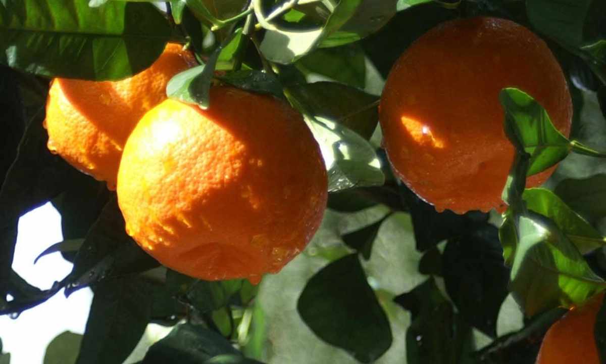 How to grow up orange from stone