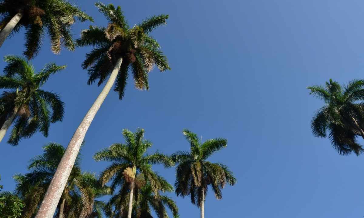 How to replace date palm tree