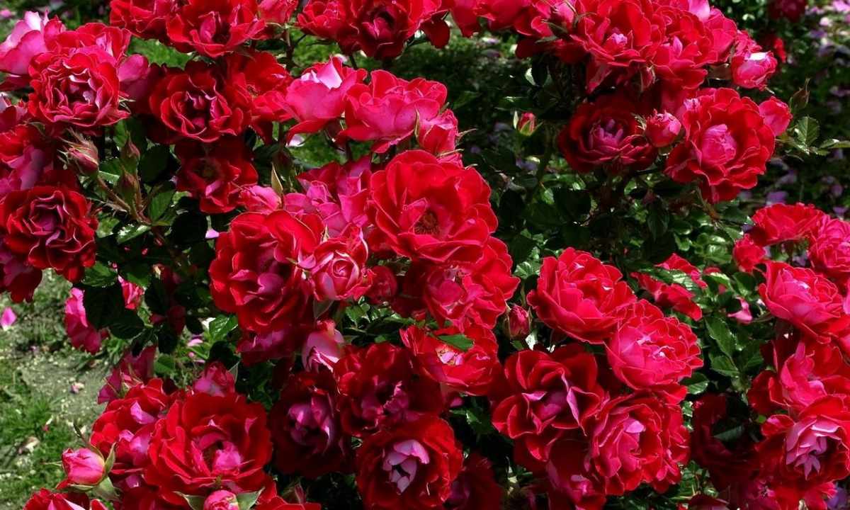 Variety of ancient roses