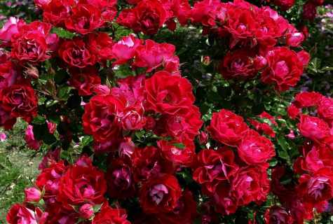 Variety of ancient roses