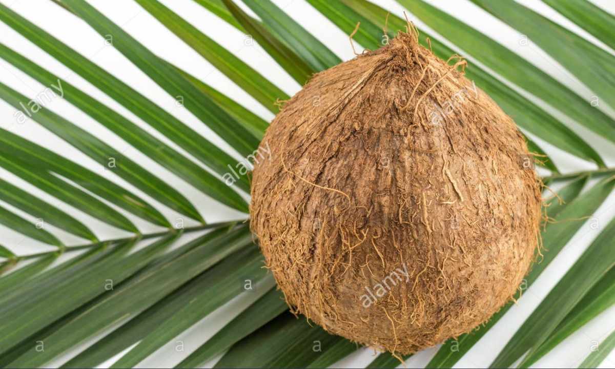 How to grow up coconut palm