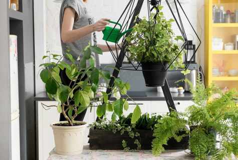 How to replace houseplants