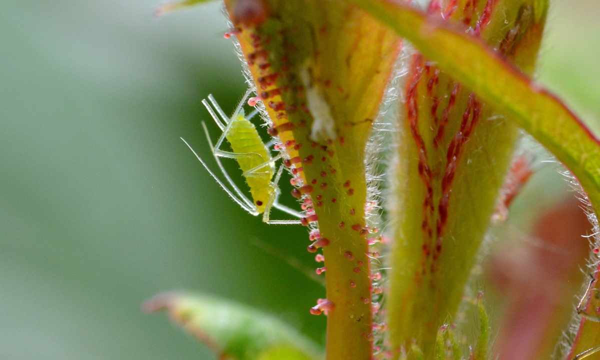 How to get rid of plant louse on window plants