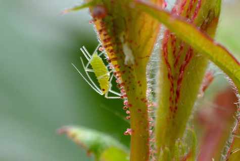 How to get rid of plant louse on window plants