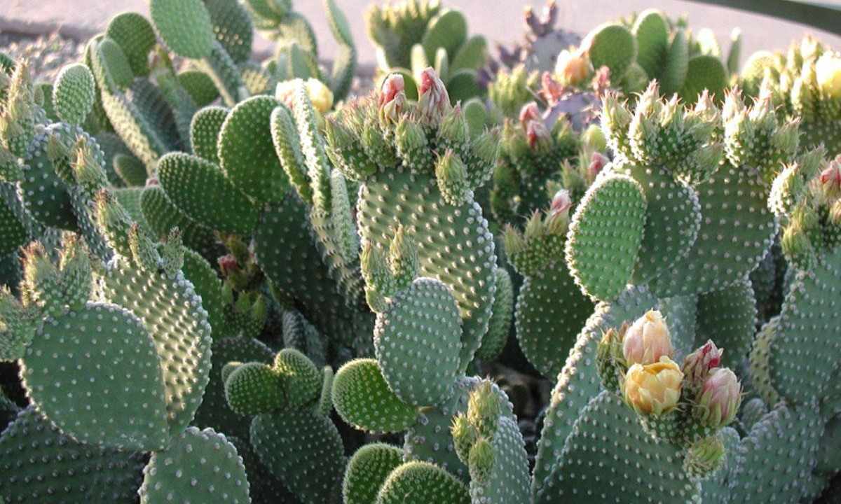 How to choose cactus