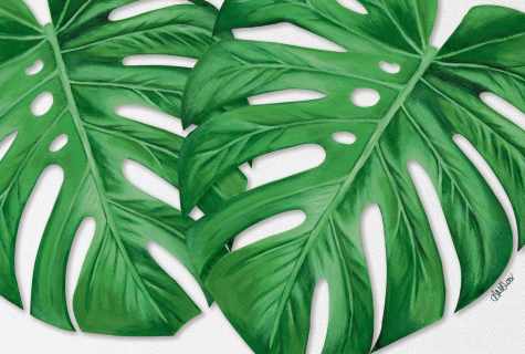 How to make multiple copies monstera