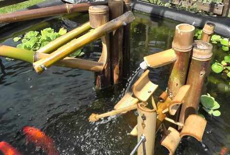 How to water bamboo