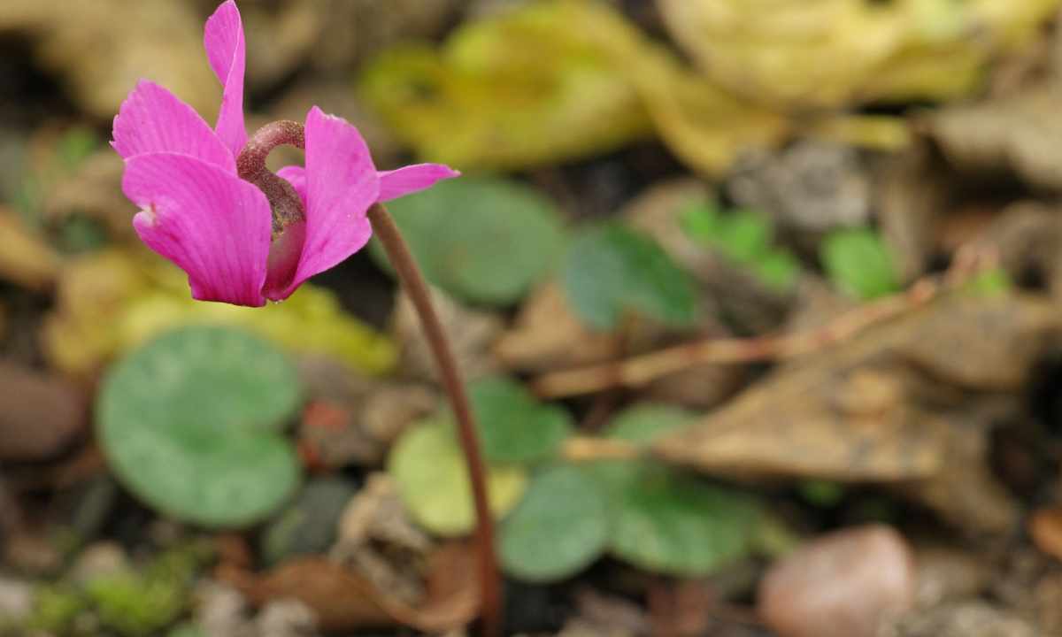 How to grow up cyclamen