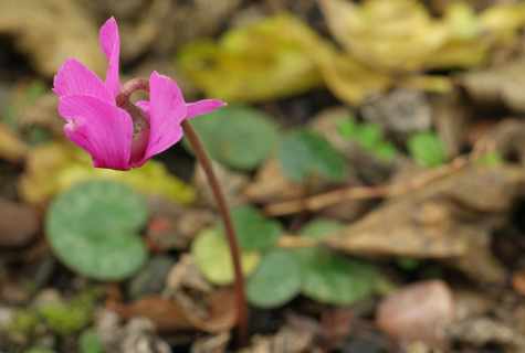 How to grow up cyclamen