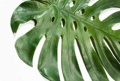 How to replace monstera