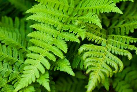 How to water fern
