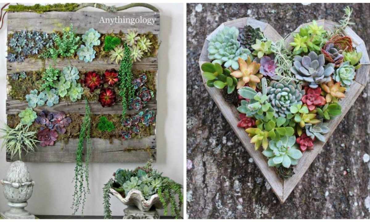How to make the tableau vivant of succulents for decoration of the living room or terrace