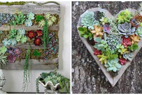 How to make the tableau vivant of succulents for decoration of the living room or terrace