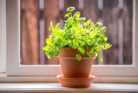 How to grow up houseplants