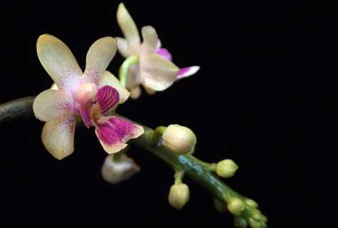 How to force to blossom phalaenopsis