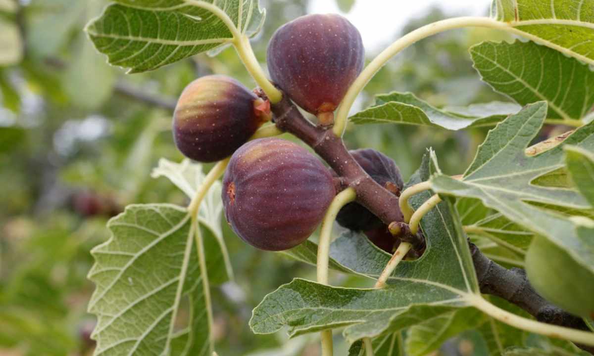 How to grow up fig