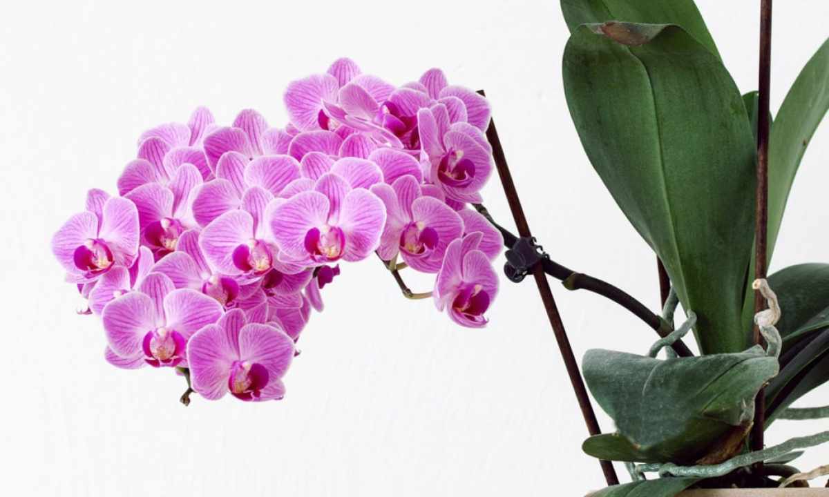 How to grow up orchids