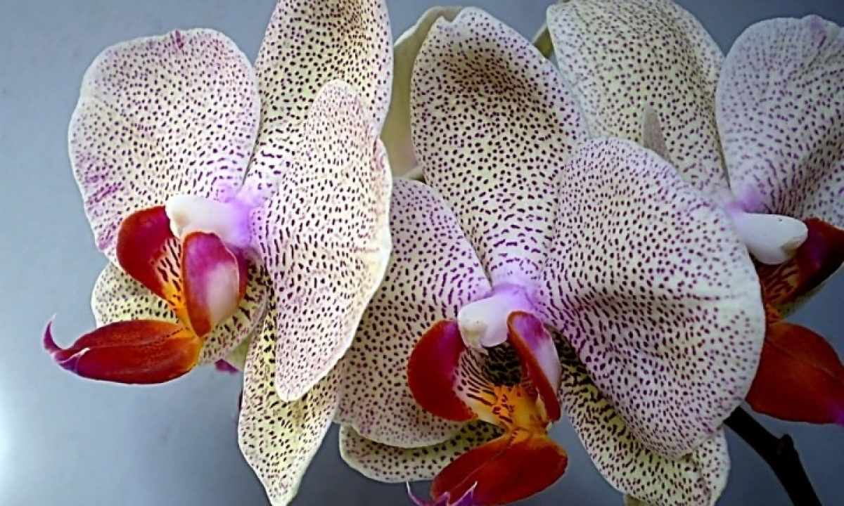 How to replace orchid phalaenopsis