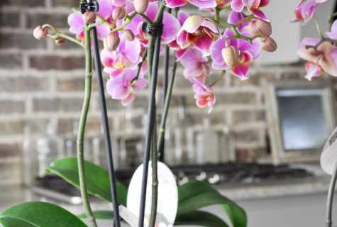 How to put orchids
