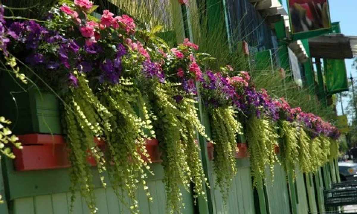 How to decorate balcony with flowers