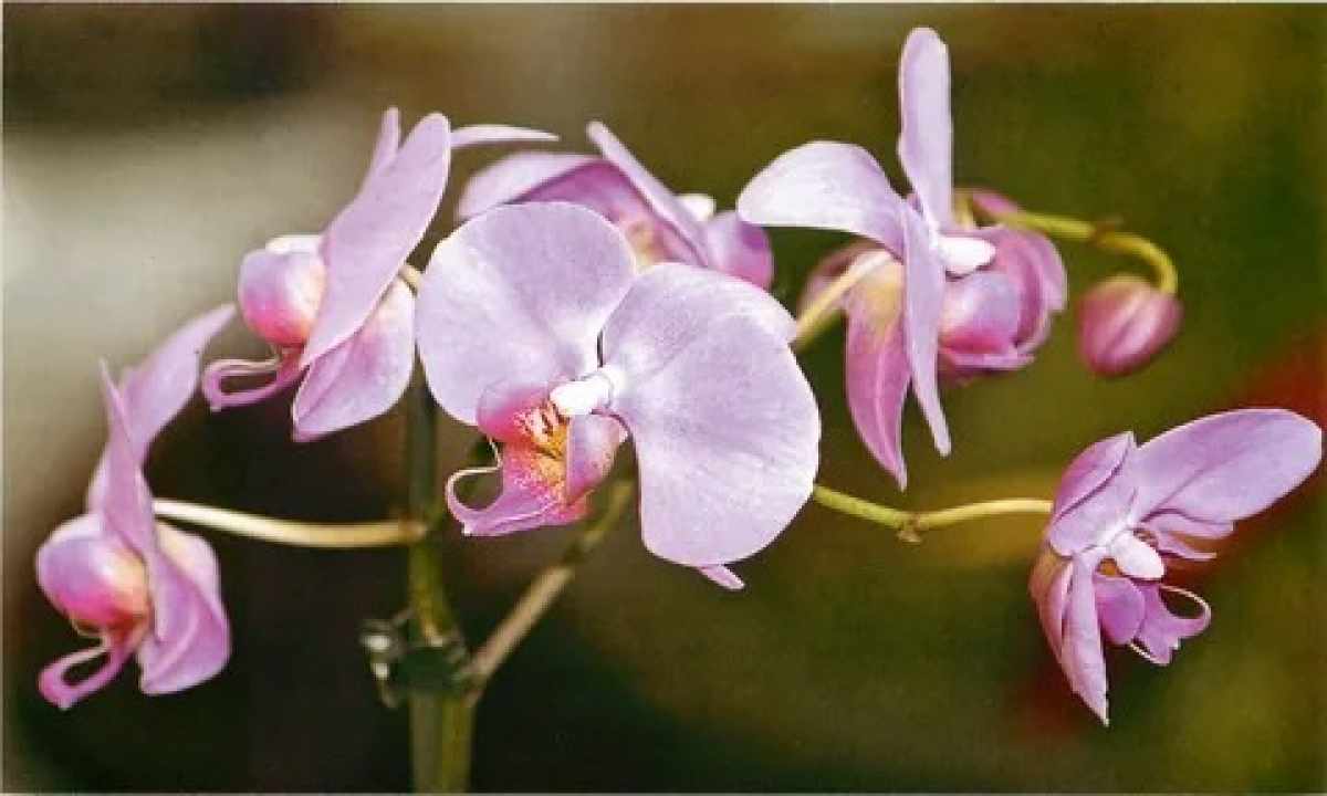 How to multiply phalaenopsis