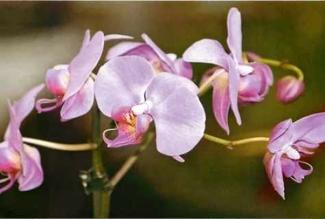 How to multiply phalaenopsis