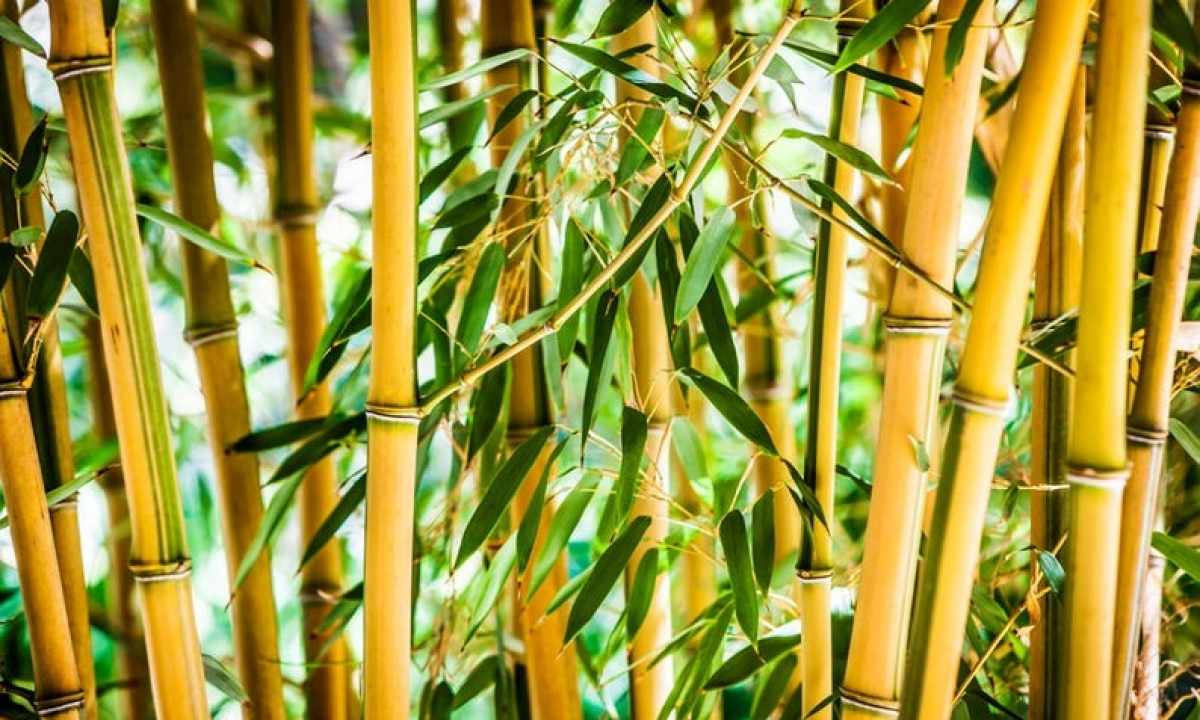 How to replace bamboo