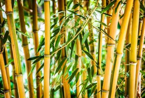 How to replace bamboo