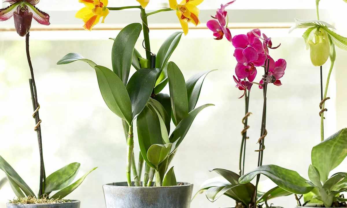 How to take care for orchid in house conditions